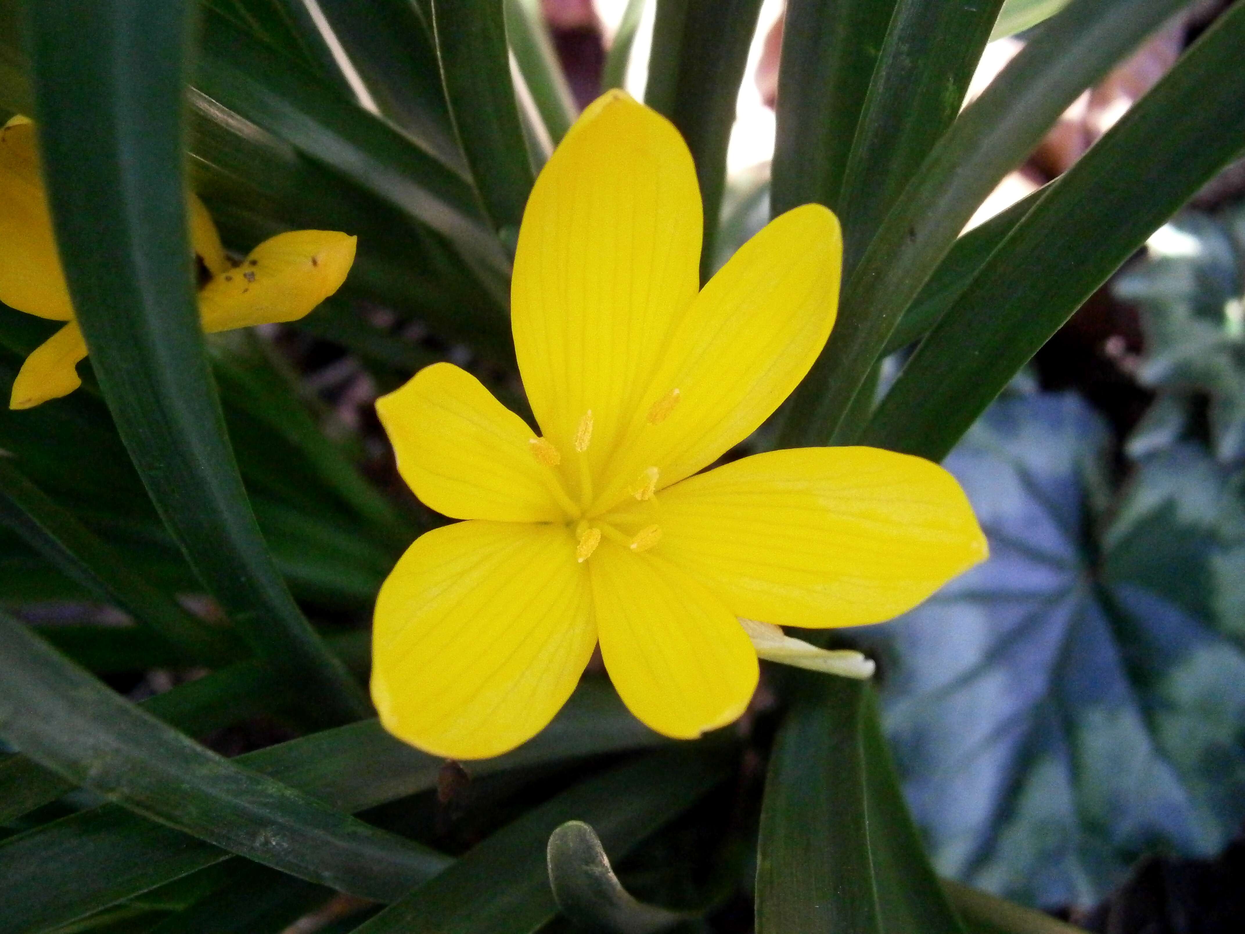 Image of winter daffodil