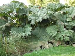 Image of Chilean gunnera