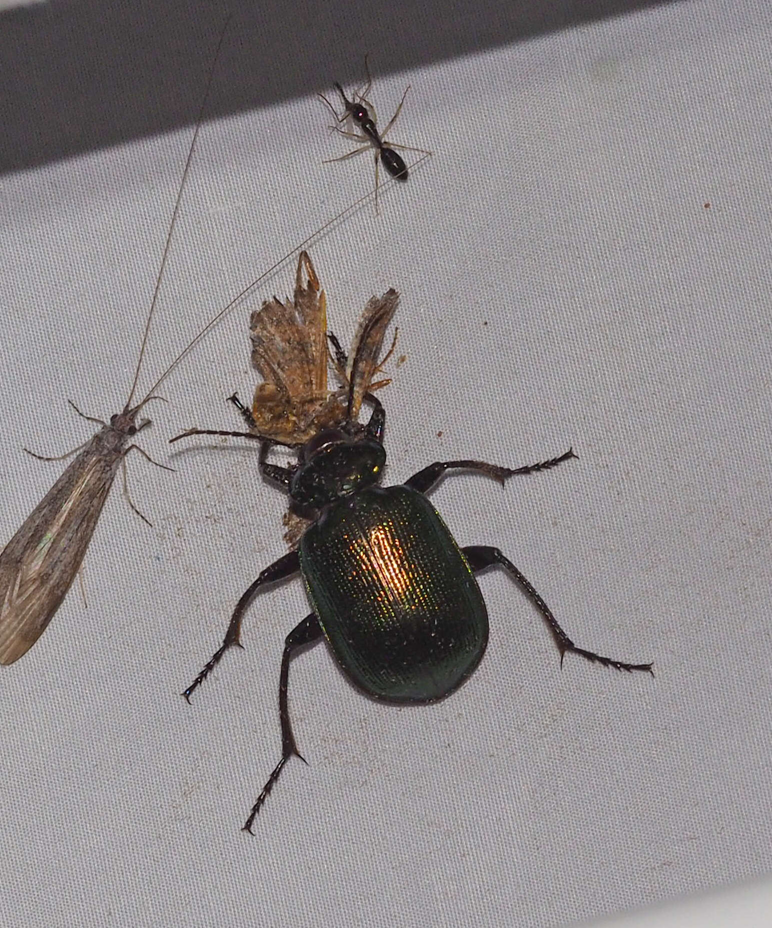 Imagem de Calosoma (Calosoma) schayeri Erichson 1842