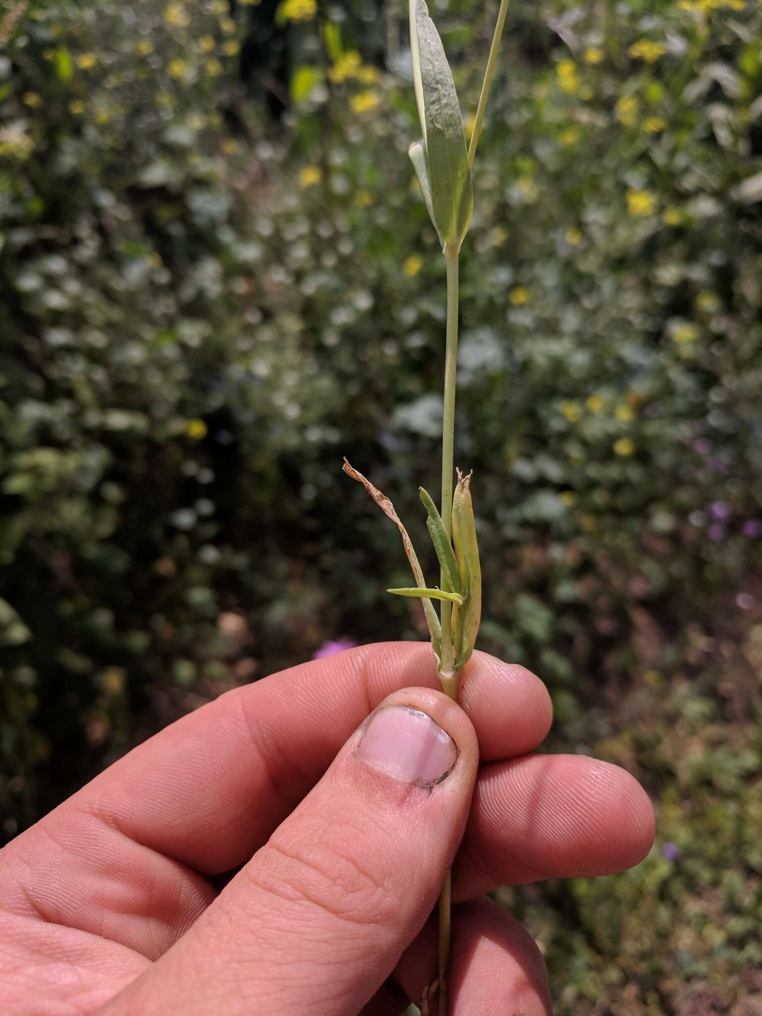 Слика од Gypsophila elegans M. Bieb.