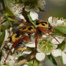 Imagem de Neorrhina punctatum (Donovan 1805)