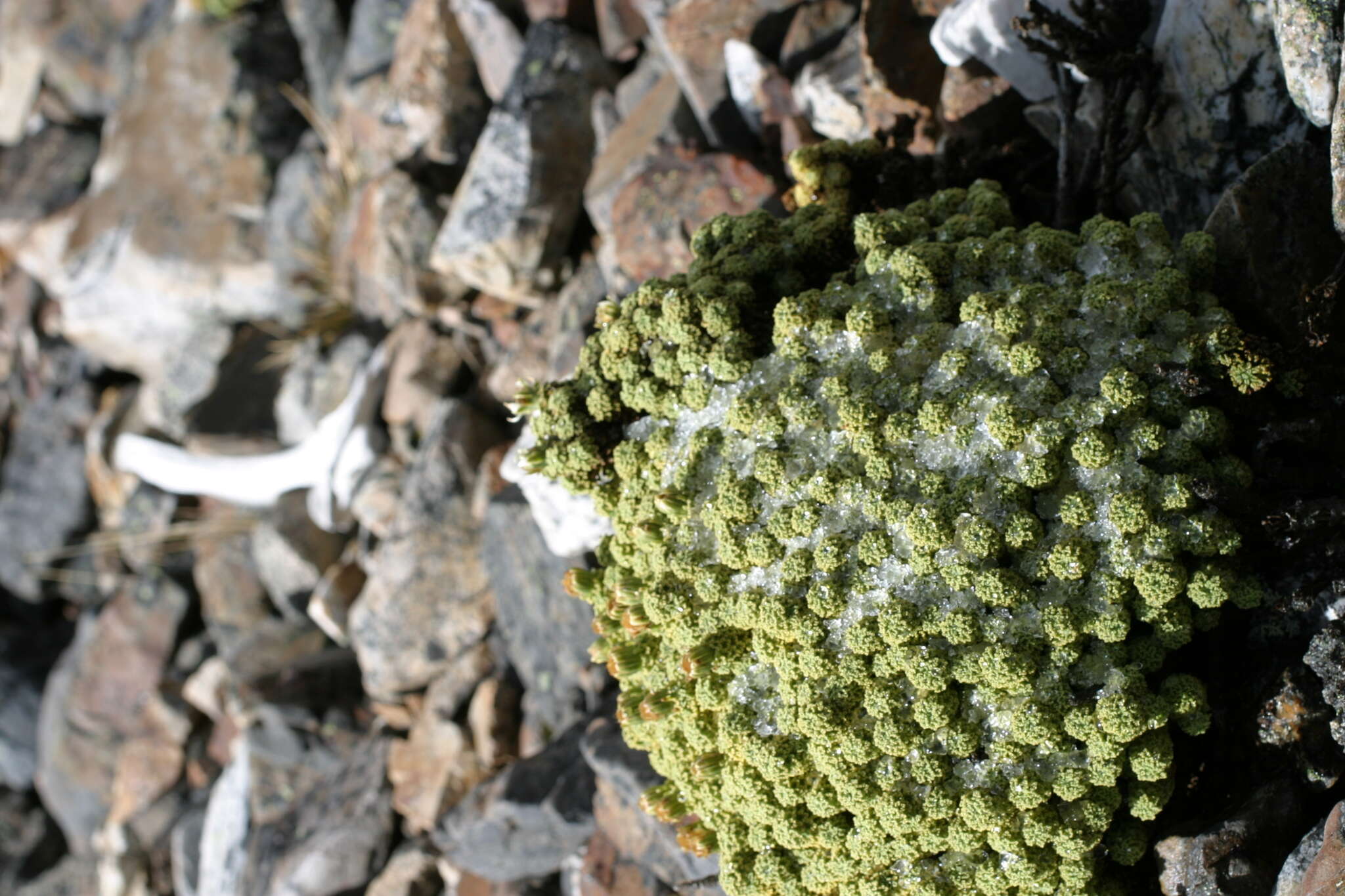 Слика од Xenophyllum dactylophyllum (Sch. Bip.) V. A. Funk