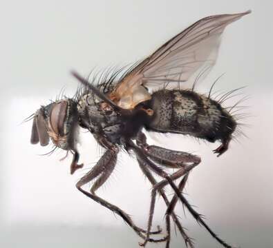 Image of Tachinid fly