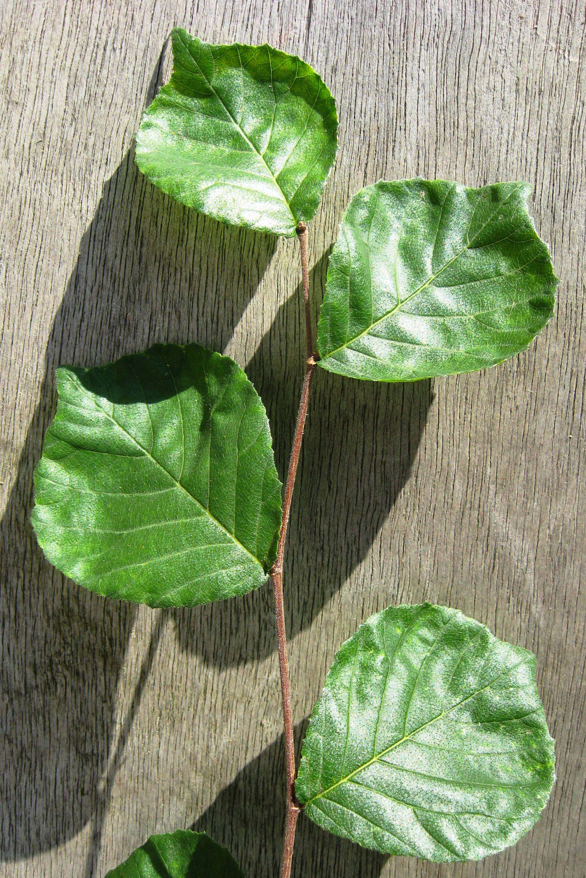 Image of Large-fruited Elm