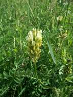 Image of chickpea milkvetch