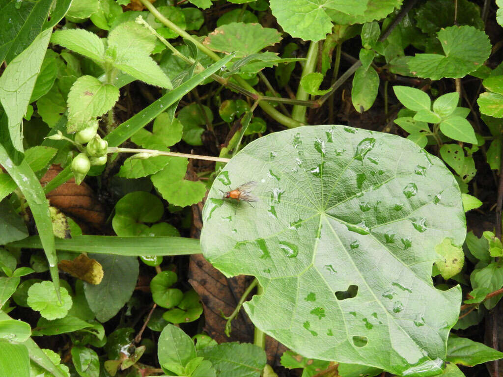 Image of Stephania abyssinica (Dill. & A. Rich.) Walp.