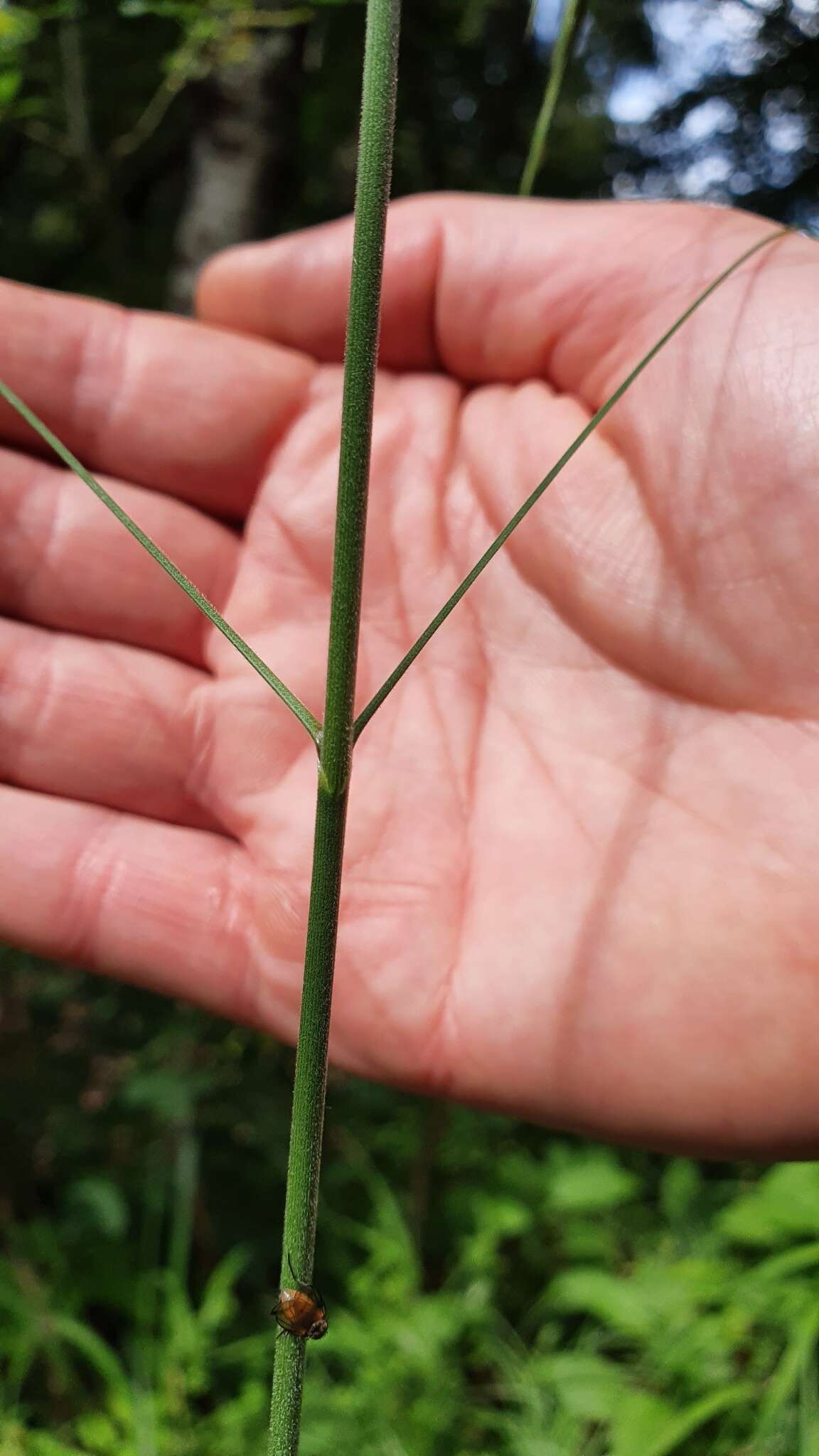 Image of hairy brome