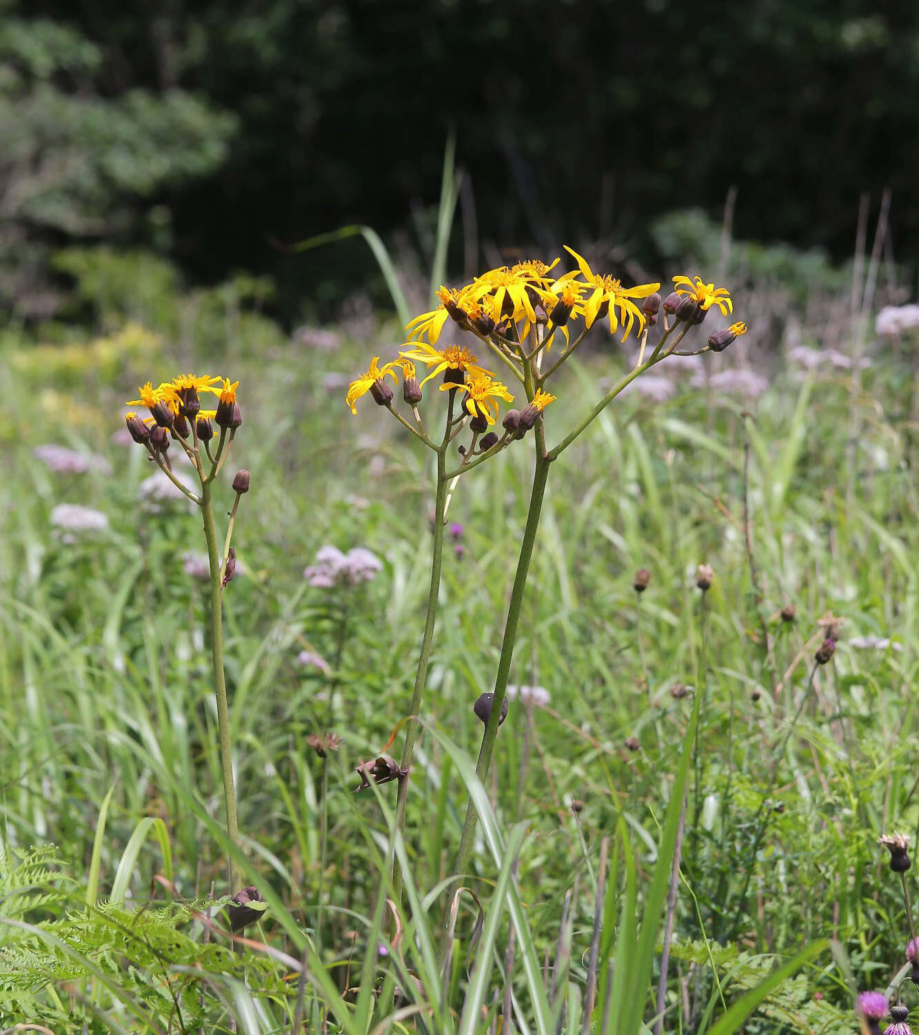 Image of summer ragwort