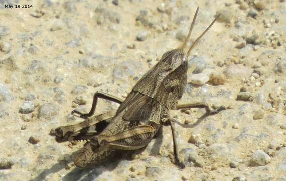 Image of Arcyptera (Arcyptera) coreana Shiraki 1930