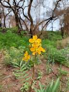 Senna scabriuscula (Vogel) H. S. Irwin & Barneby resmi