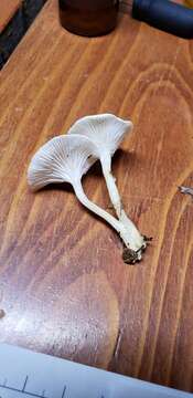 Leucocybe candicans (Pers.) Vizzini, P. Alvarado, G. Moreno & Consiglio 2015 resmi