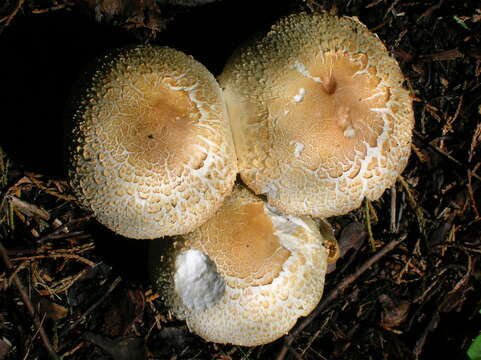 Image of Agaricus augustus Fr. 1838