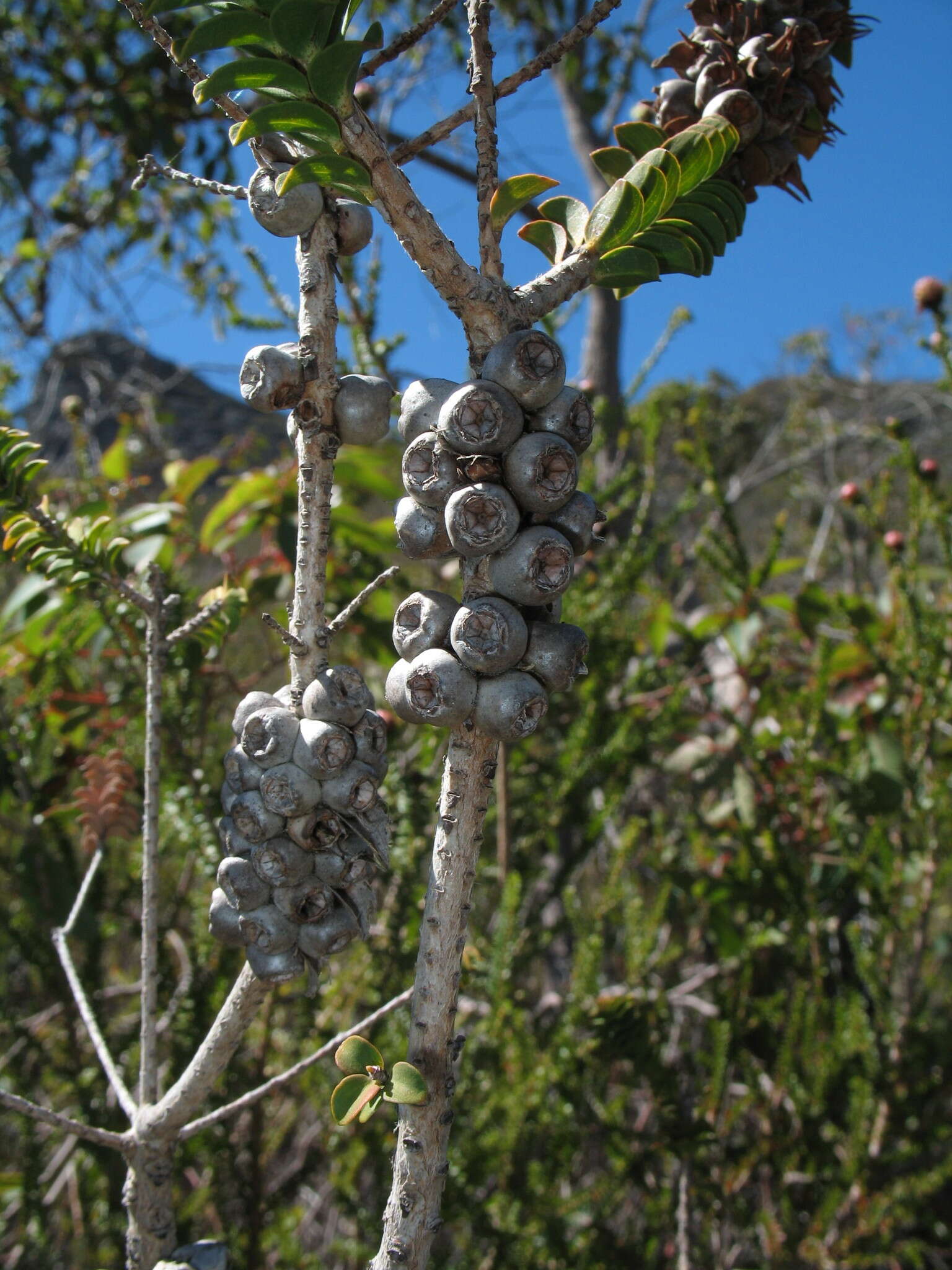 Image of Melaleuca transversa Craven & R. D. Edwards