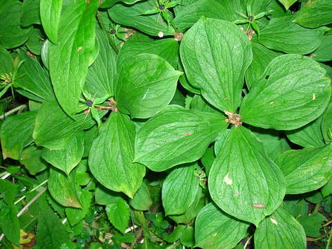 Image of herb Paris