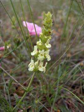 Image de Sideritis hyssopifolia L.