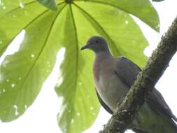 صورة Patagioenas cayennensis (Bonnaterre 1792)