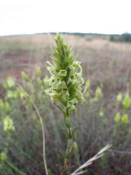 Image de Sideritis hyssopifolia L.