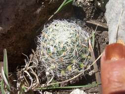 صورة Mammillaria napina J. A. Purpus