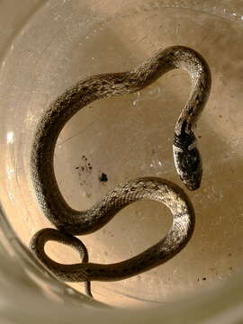 Image of Horseshoe Whip Snake