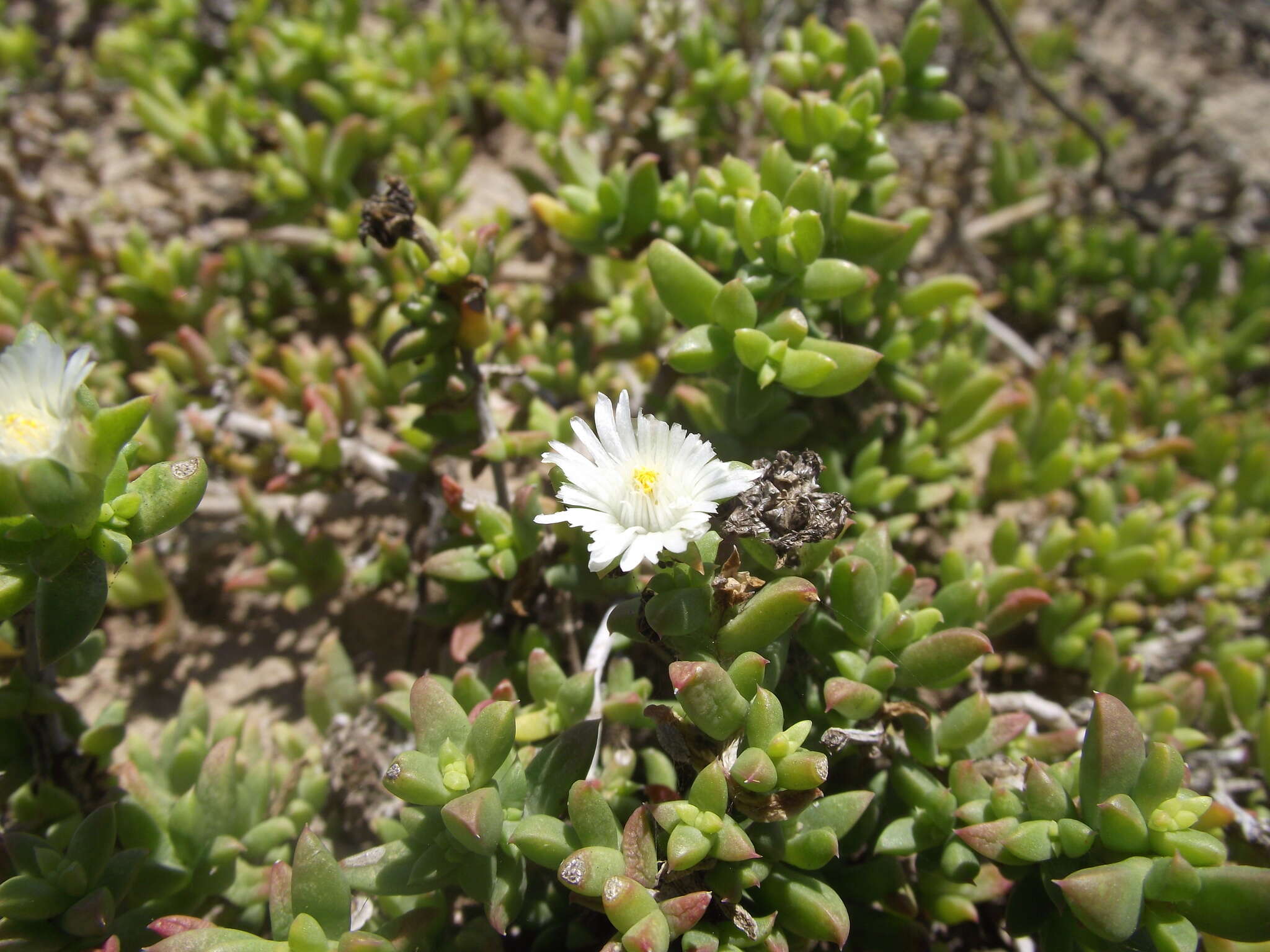 Imagem de Delosperma uncinatum L. Bol.