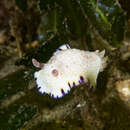 Image of Pale gold and purple slug