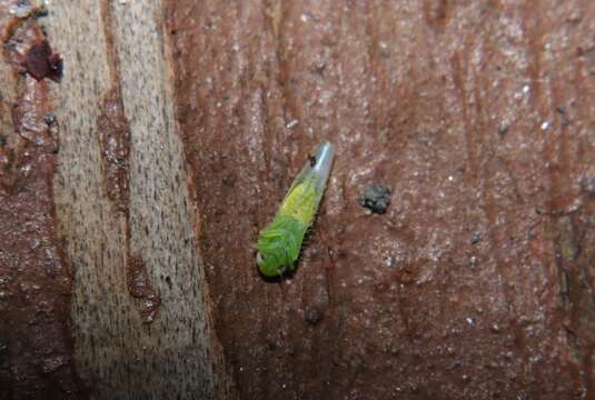 Image of Potato Leafhopper