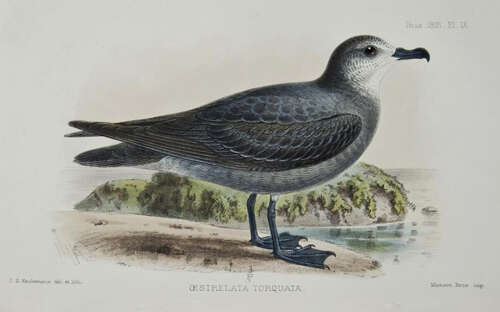 Image of Collared Petrel