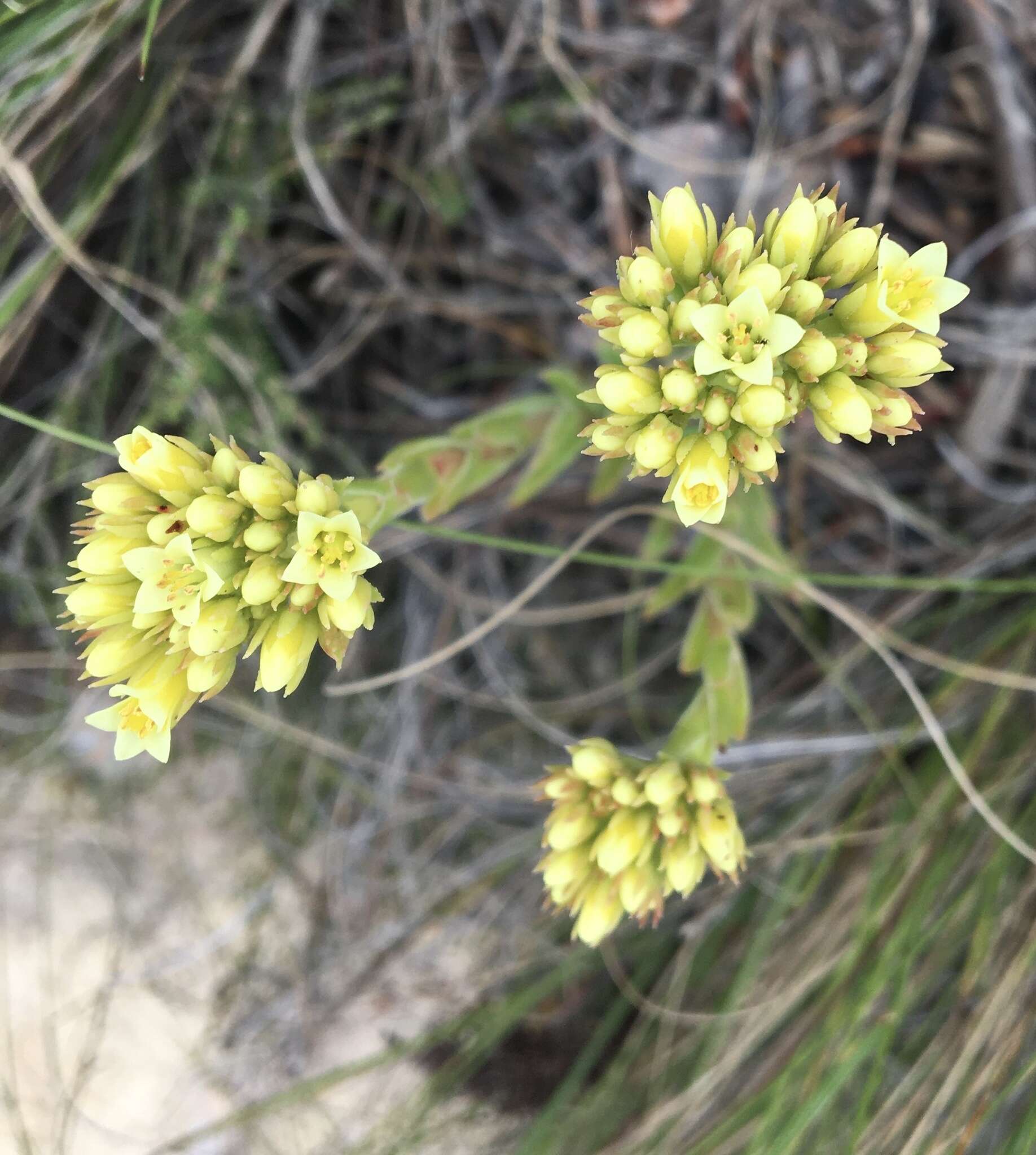 Crassula flava L. resmi