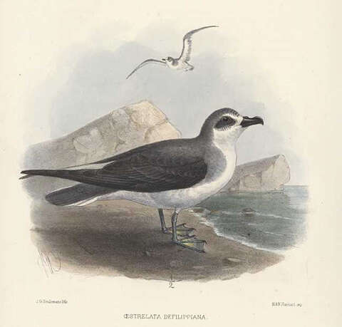 Image of De Filippi's Petrel