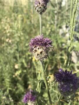 Plancia ëd Centaurea scabiosa subsp. sadleriana (Janka) Asch. & Graebn.