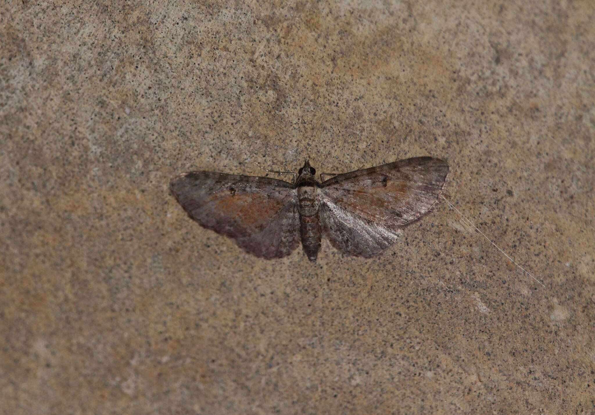 Image of tawny speckled pug