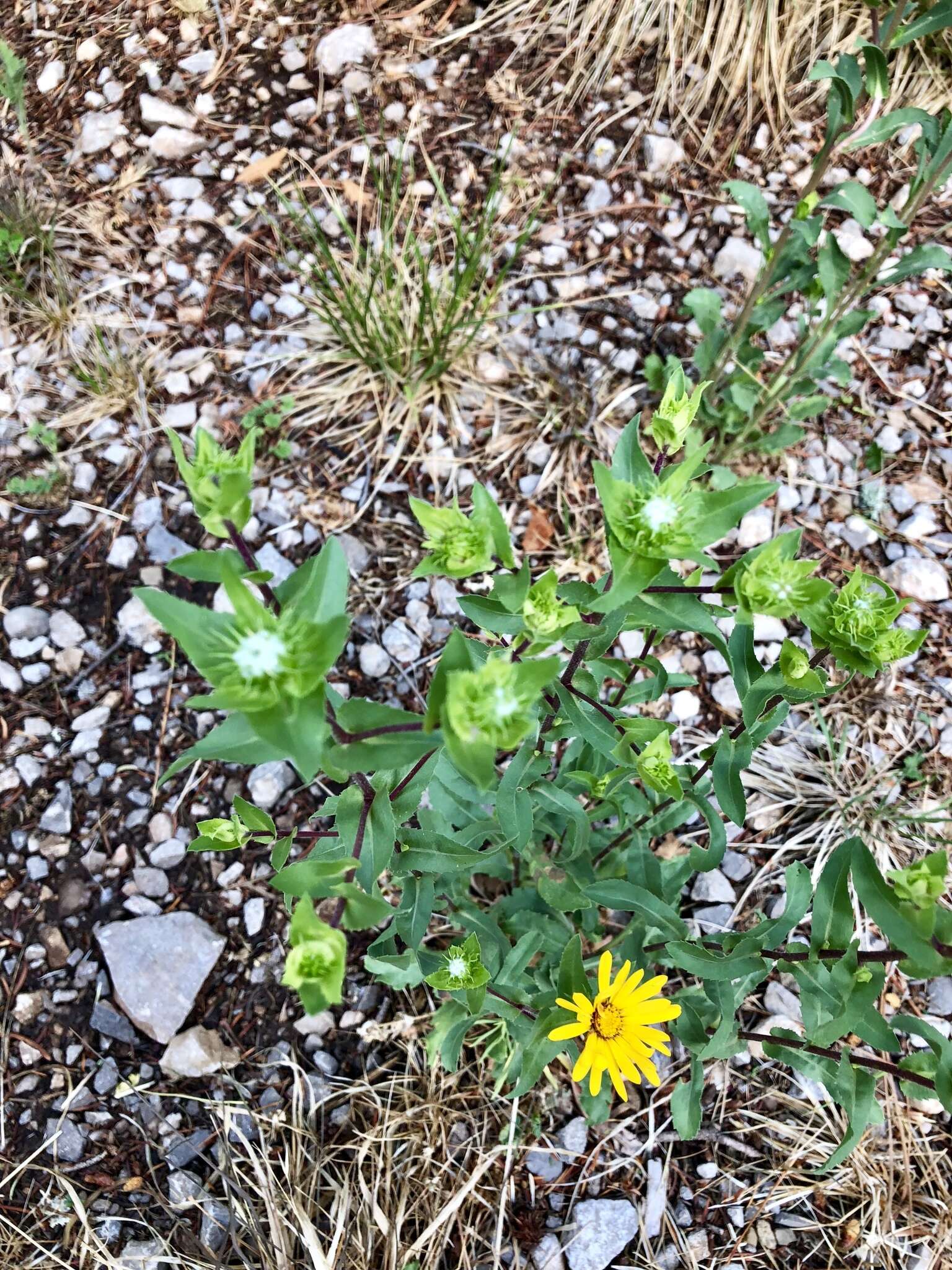 Image of rough gumweed