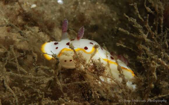 Image of Red blotch yellow edged slug