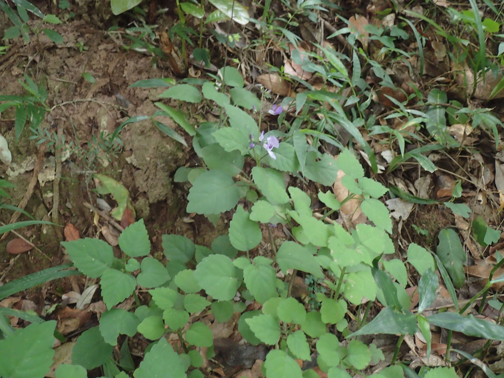 Image de Plectranthus saccatus subsp. saccatus