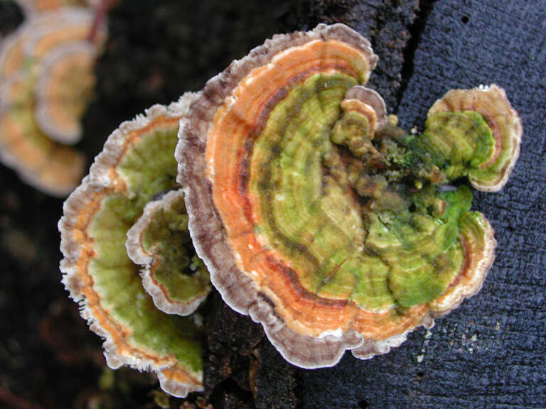 Image of Turkey Tail