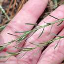 Image de Euphorbia polyphylla Engelm. ex Holz.