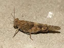 Image of Pallid-winged Grasshopper