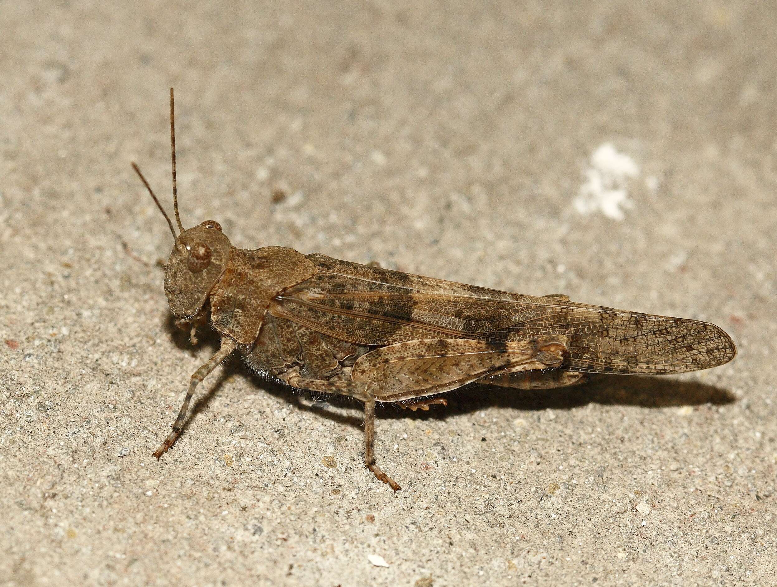 Trimerotropis pallidipennis (Burmeister & H. 1838)的圖片