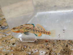 Image of Rainbow Darter