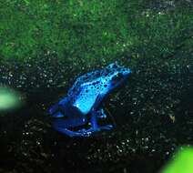 Image of Dendrobates azureus