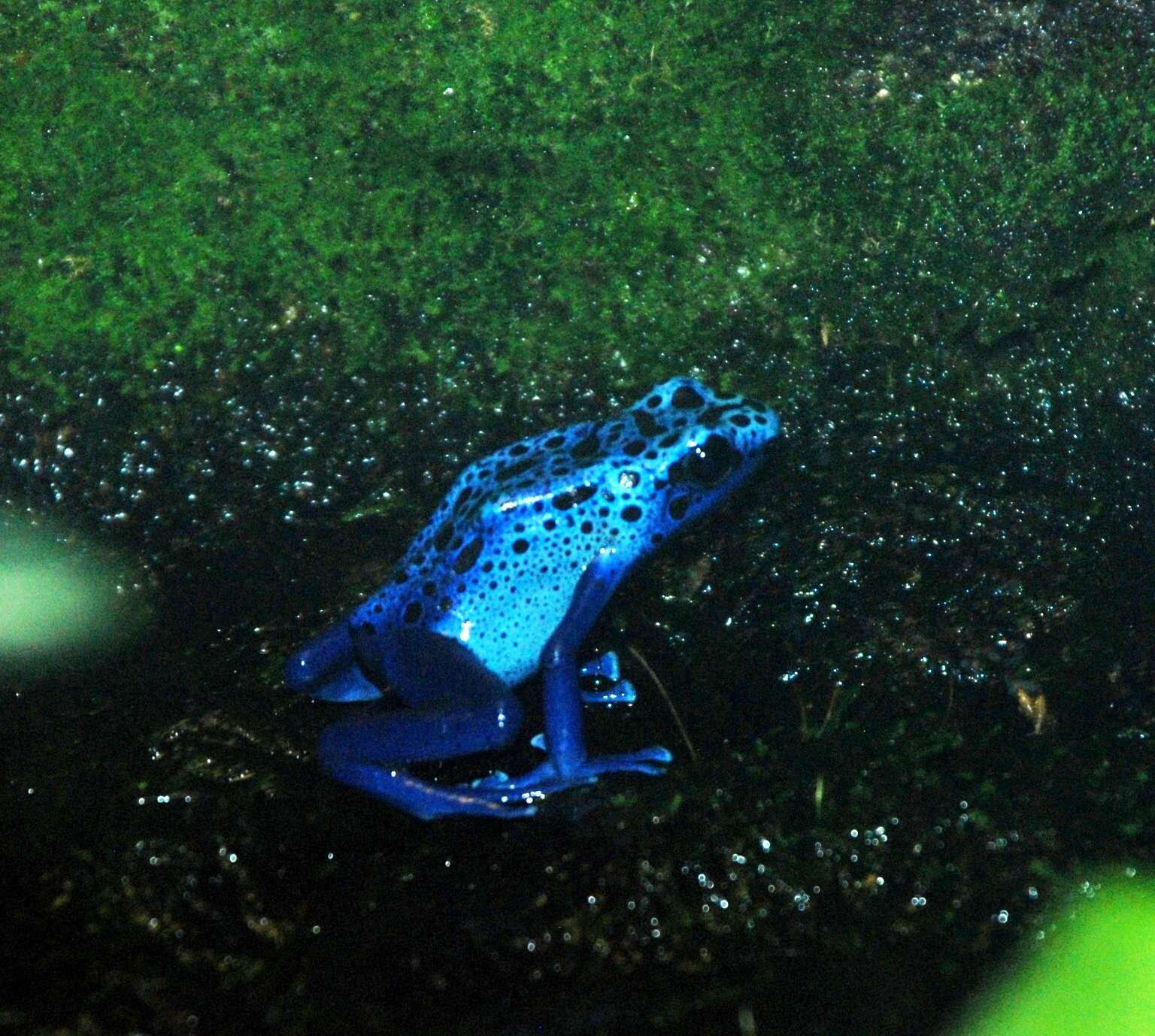 Image of Dendrobates azureus