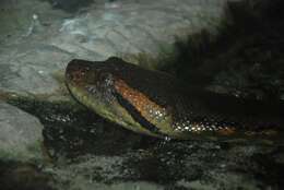 Image of Green anaconda