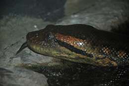 Image of Green anaconda