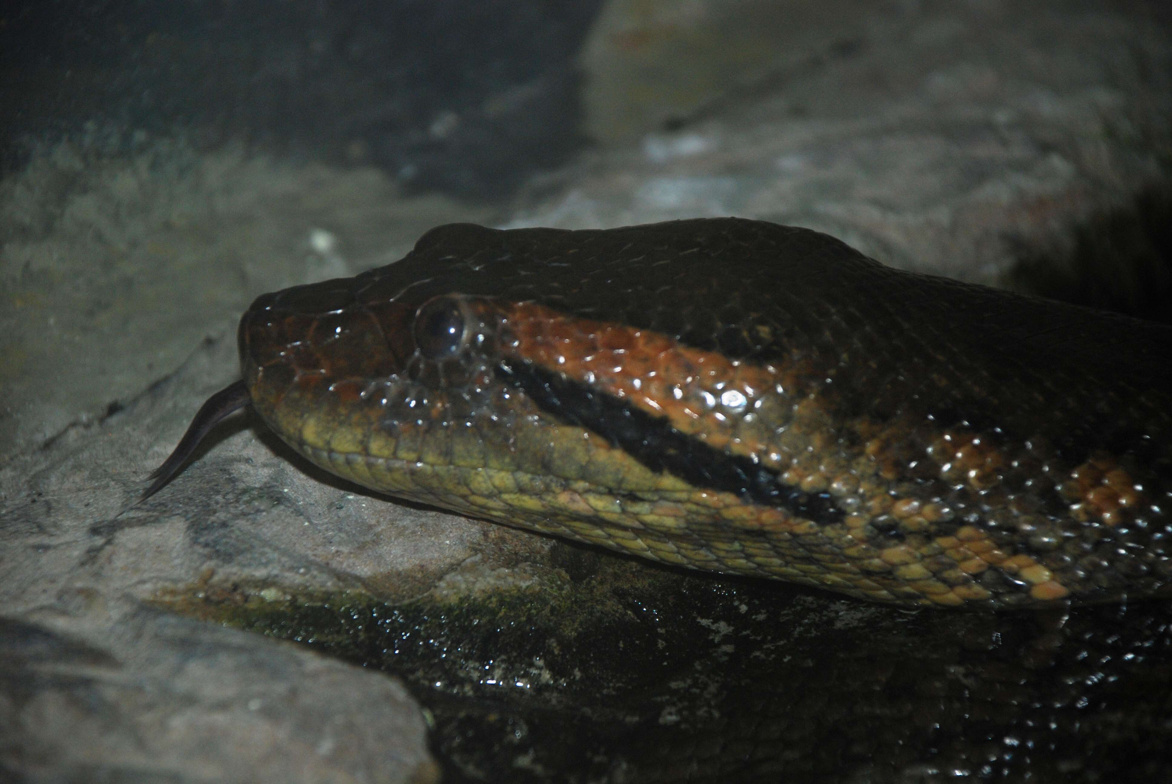 Image of Green anaconda