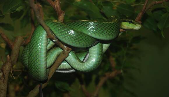 Plancia ëd Gonyosoma oxycephalum (F. Boie 1827)