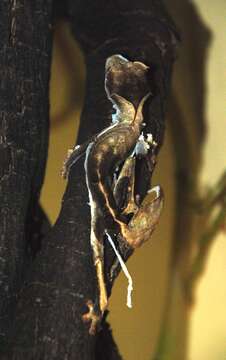 صورة Uroplatus phantasticus (Boulenger 1888)