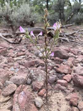 Imagem de Orthocarpus purpureoalbus S. Wats.