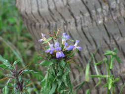 Imagem de Hygrophila schulli (Buch.-Ham.) M. R. Almeida & S. M. Almeida