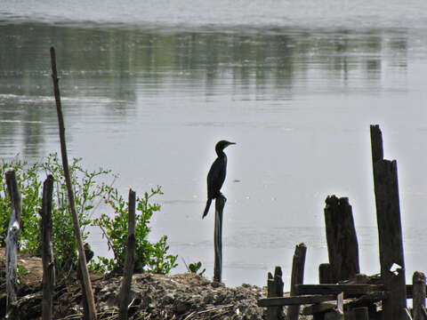 Image of Black Shag