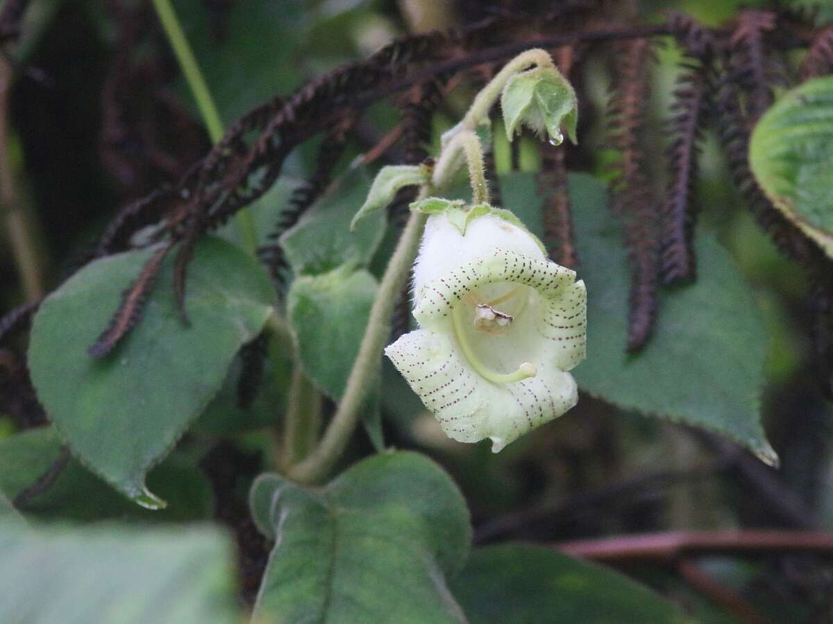 Sivun Kohleria tigridia (Ohlend.) Roalson & Boggan kuva